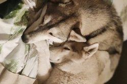 Yuki i Matcha